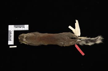 Media type: image;   Mammalogy 4692 Description: Specimen photo;  Aspect: dorsal